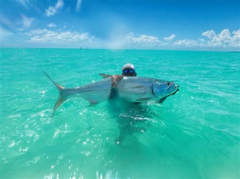tarpon caye|ambergris caye tarpon fishing.